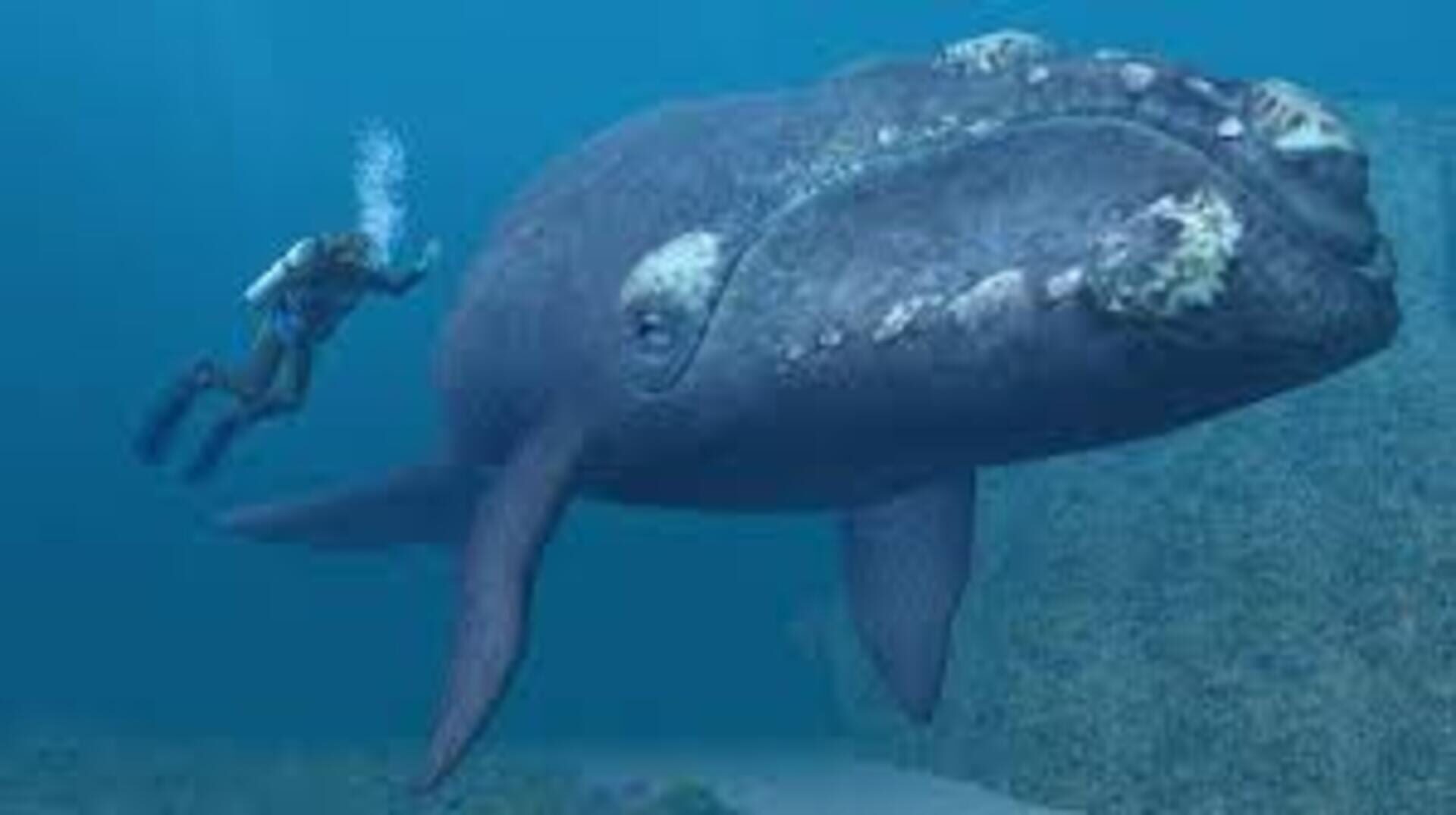 Endless Ocean screenshot 2