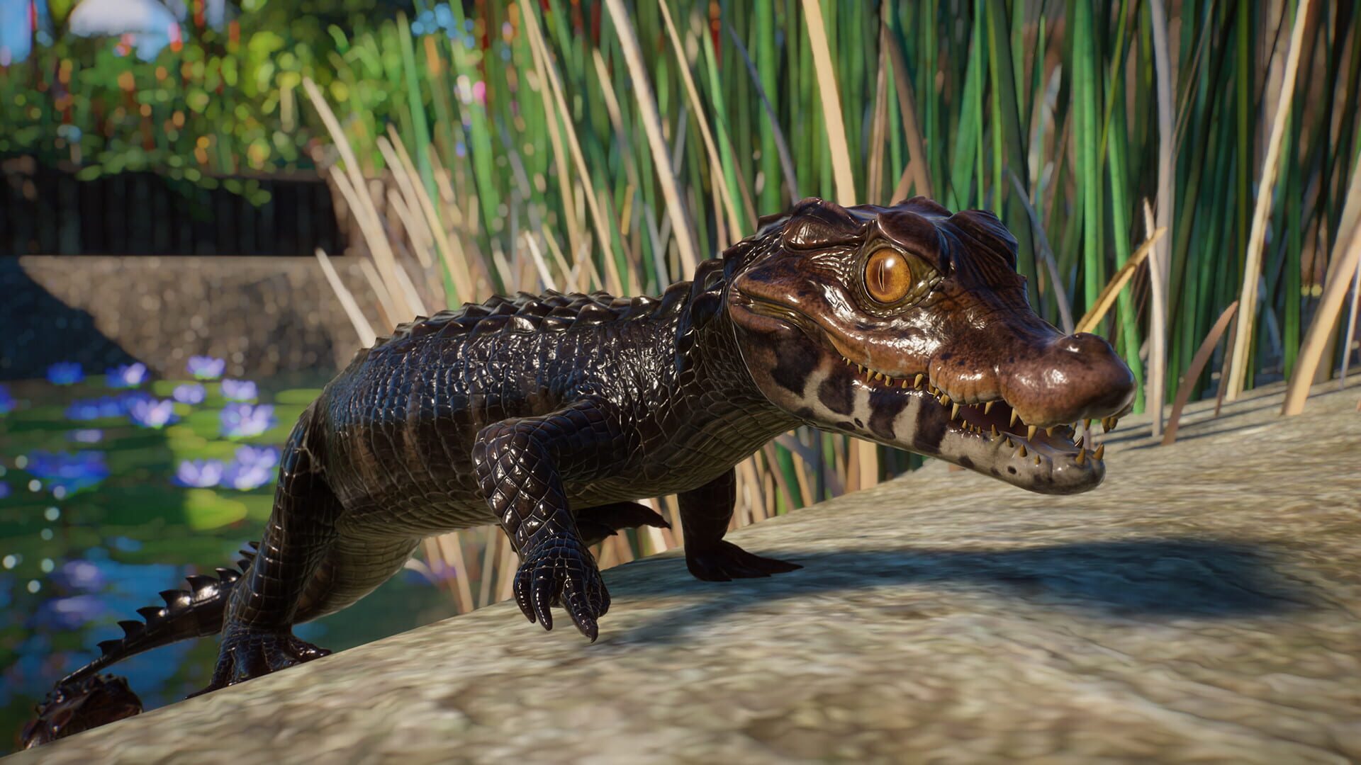 Planet Zoo: Aquatic Pack screenshot 12