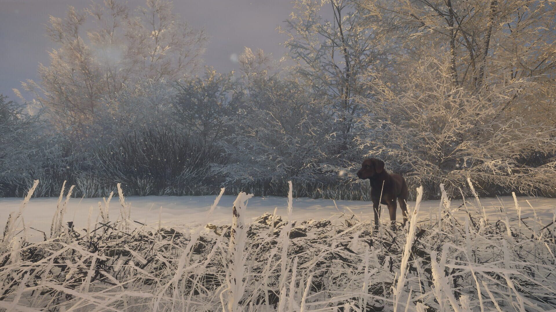 TheHunter: Call of the Wild - Labrador Retriever screenshot 5