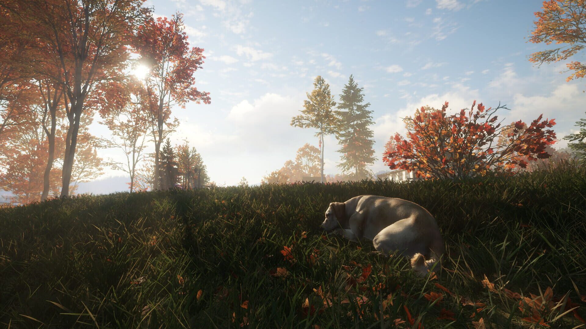 TheHunter: Call of the Wild - Labrador Retriever screenshot 7